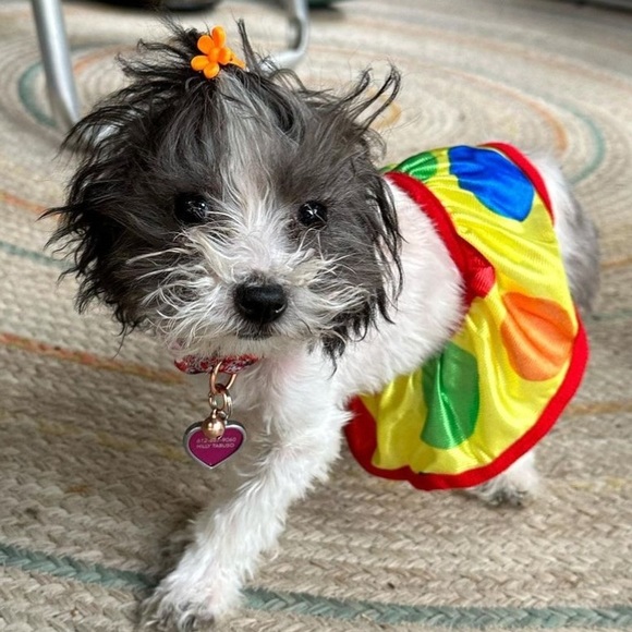 NWT Clown Collar For Cats Or Dogs - Picture 6 of 6